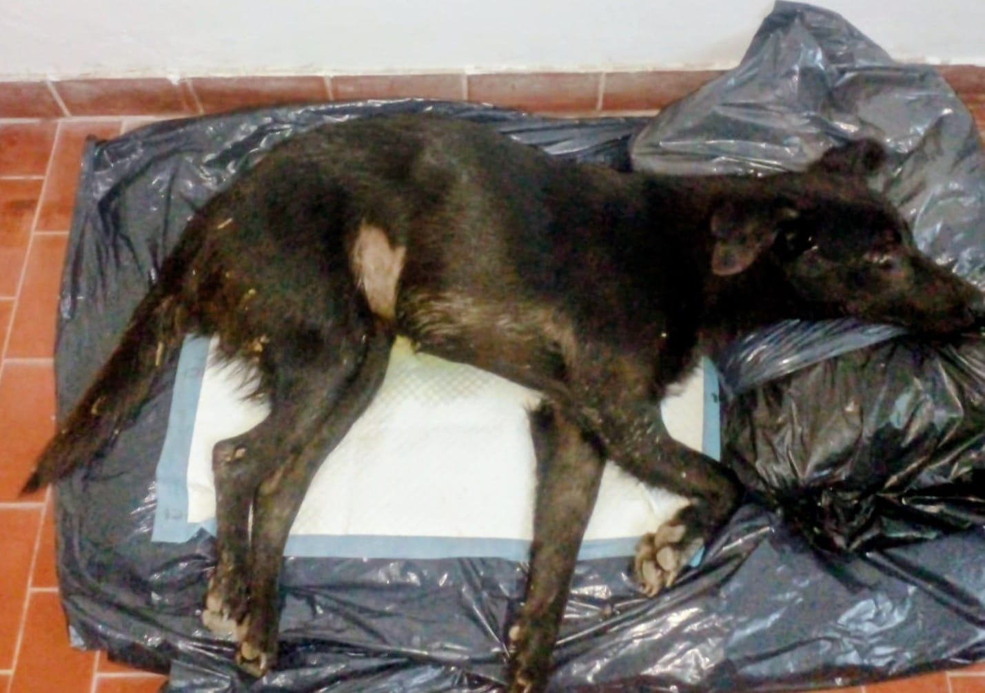 Atropellado y abandonado: Floqui lucha por vivir y necesita una cirugía urgente